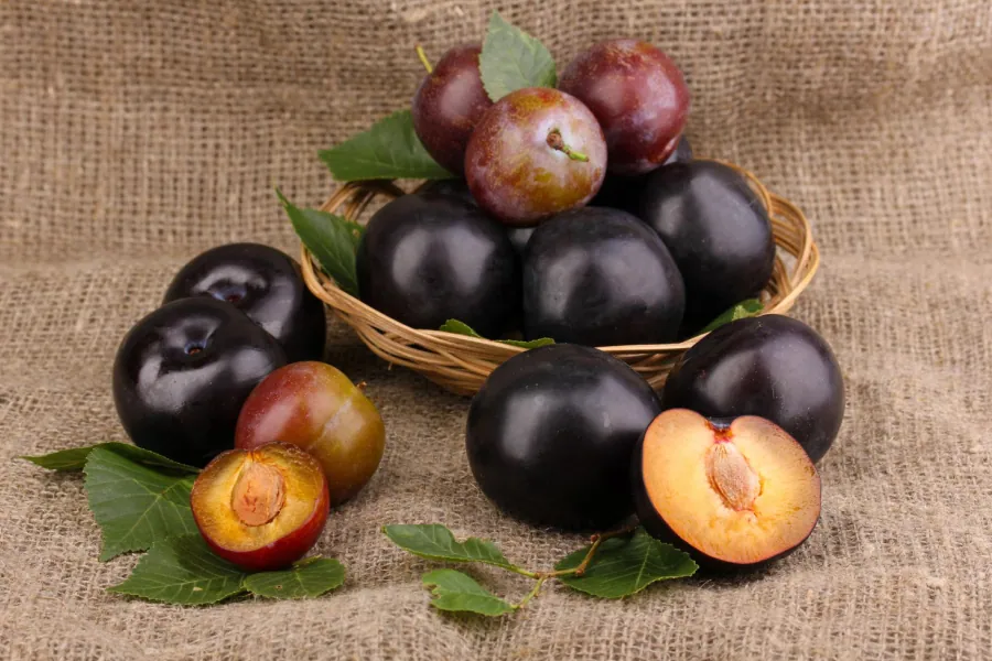 Plum